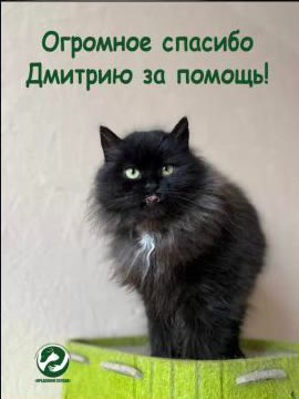 Спасибо от приюта